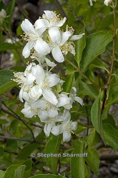 philadelphus lewisii 6 graphic